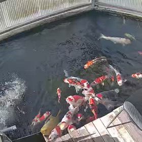 餌やり動画の画像