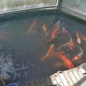 水温22℃の画像