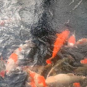 水温17.5℃の画像