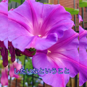 これからはスマホでショートムービーの画像