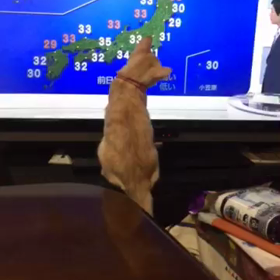 カレンの遊びの画像