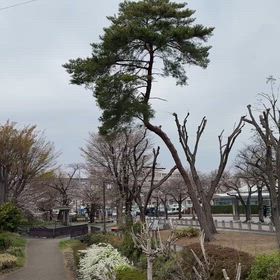 2026年3月25日根川緑道桜の開花状況！の画像