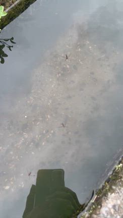 蓮の花の記事動画