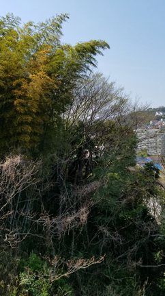 春の写真たちの記事動画