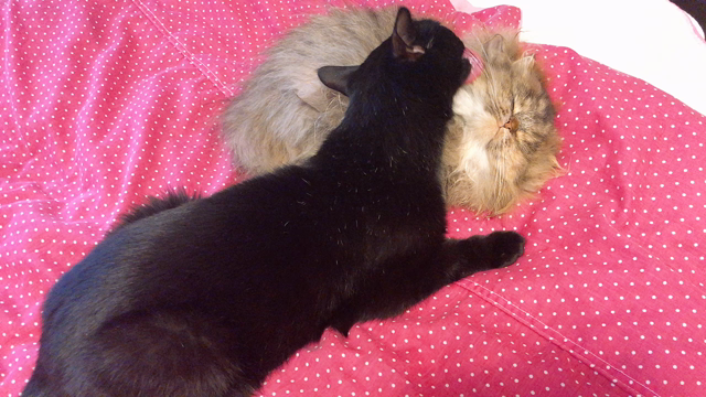 メンテナンスニャンコの記事動画