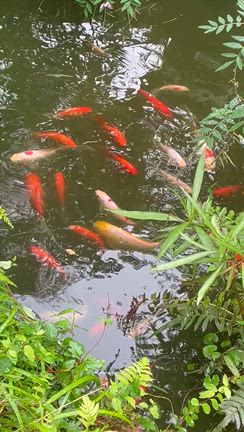【庭の池】ほぼ満水です。金魚のコメット、まさかの産卵⁉️の記事動画
