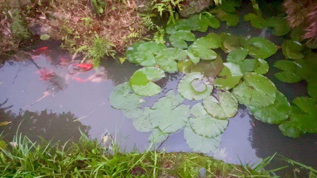 【庭の池】ほぼ満水です。金魚のコメット、まさかの産卵⁉️の記事動画