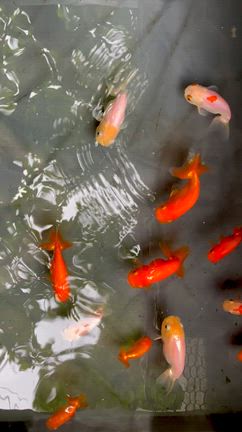 【金魚】大人のらんちゅう。2歳.3歳.4歳.5歳...全員元気です❣️の記事動画