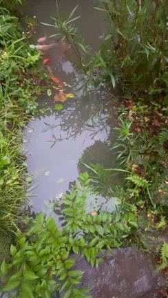 【庭の池】ほぼ満水です。金魚のコメット、まさかの産卵⁉️の記事動画