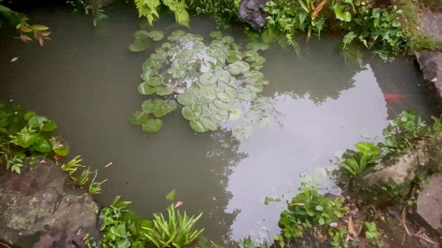 【庭の池】ほぼ満水です。金魚のコメット、まさかの産卵⁉️の記事動画