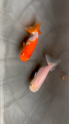 【金魚】大人のらんちゅう。2歳.3歳.4歳.5歳...全員元気です❣️の記事動画