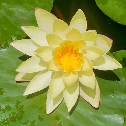 シート池と奥の池】レモン色（黄色系）の睡蓮の花が咲いています