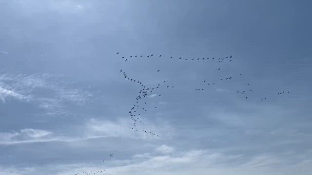 お墓参りをして思ったことの記事動画