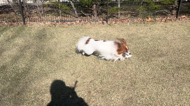 素晴らし過ぎる赤城南面千本桜と菜の花と芝桜の記事動画