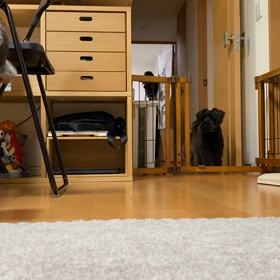 レスリング？の画像
