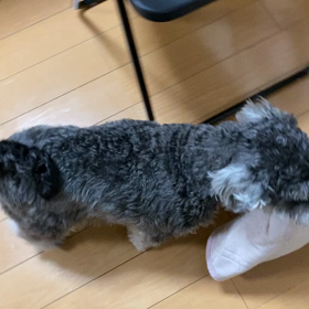 ラルちゃん、行ったり来たりの画像