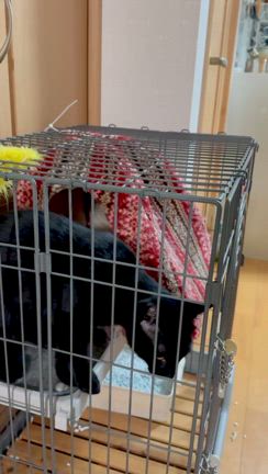 子猫の手術終了の記事動画