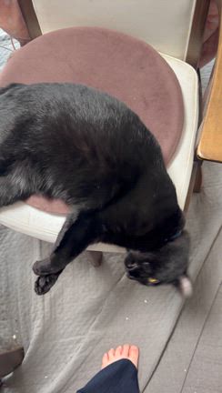 猫は流体・・・じゃなかったのか？の記事動画