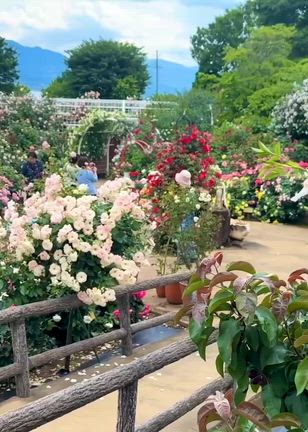 バラ庭園でお姫様気分 in 勝沼の記事動画