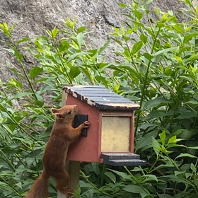 落ちてもめげないリスさんの画像