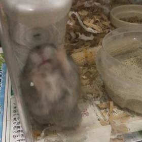 ハム子さんのお話しの画像