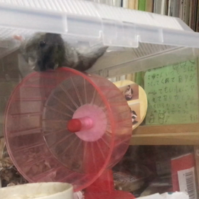 朝からがんばるハム子さんの画像