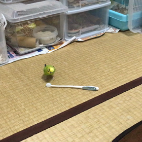 今日も歯ブラシと闘うポポの画像
