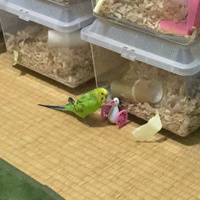 ジャンガリアンっ仔とセキセイインコのポポさんの画像