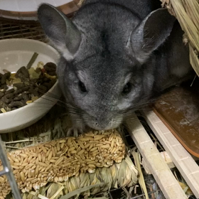 エン麦ときなこの画像