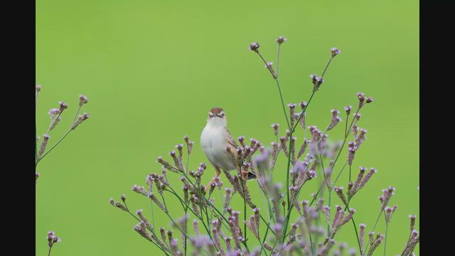 2026.6.15アレチハナガサとセッカ、コウライウグイスは鳴き声だけの記事動画