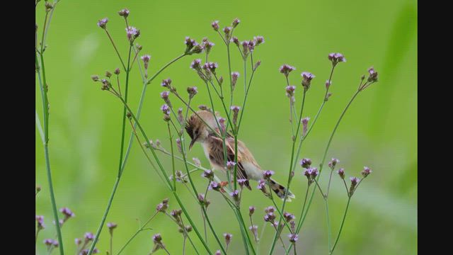 2026.6.15アレチハナガサとセッカ、コウライウグイスは鳴き声だけの記事動画