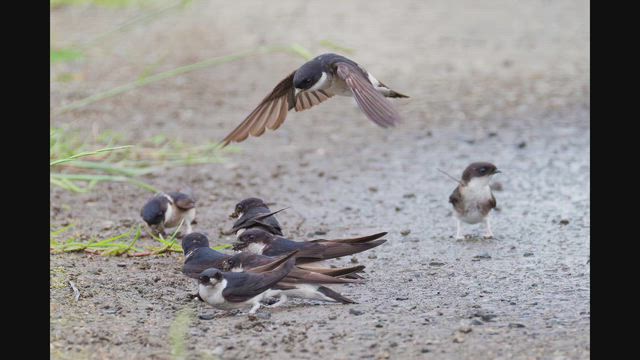 2026.6.15アレチハナガサとセッカ、コウライウグイスは鳴き声だけの記事動画