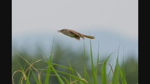 2026.6.16アレチハナガサ絡みの鳥たちと巣材運ぶヒメアマツバメの記事動画