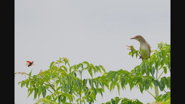 2026.6.16アレチハナガサ絡みの鳥たちと巣材運ぶヒメアマツバメの記事動画