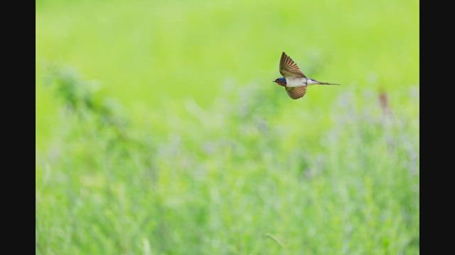 2026.6.16アレチハナガサ絡みの鳥たちと巣材運ぶヒメアマツバメの記事動画