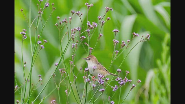 2026.6.16アレチハナガサ絡みの鳥たちと巣材運ぶヒメアマツバメの記事動画