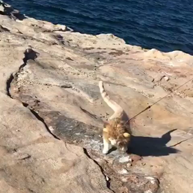 動物編の画像