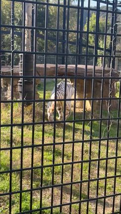 鹿児島へ行ったら平川動物園はぜひ行こう！　～三浦家ガールズチーム鹿児島の旅その３の記事動画