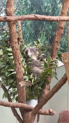 鹿児島へ行ったら平川動物園はぜひ行こう！　～三浦家ガールズチーム鹿児島の旅その３の記事動画