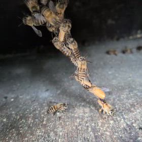 ニホンミツバチの組体操（蜂鎖）の画像