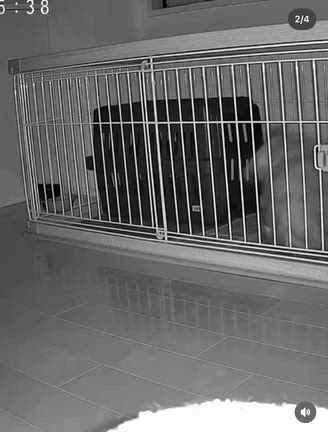 【迷子で愛知県動物愛護センターに収容されていたダックス】の記事動画