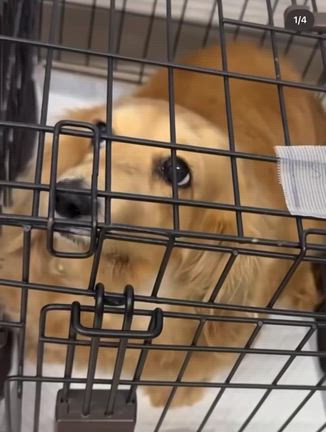 【迷子で愛知県動物愛護センターに収容されていたダックス】の記事動画