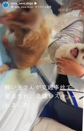 飼い主様が交通事故で急逝され、12歳の2頭を緊急レスキューいたしました。の記事動画