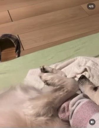 【緊急募集！ 愛知県の保護主さんが倒れ、この子の家族を緊急で探しています。】の記事動画