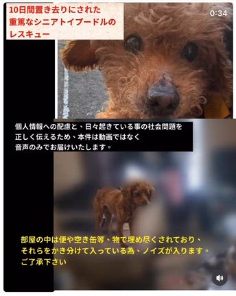 「10日近く、ひとりぼっちで置き去りにされた重篤なシニア犬」の記事動画