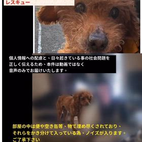 「10日近く、ひとりぼっちで置き去りにされた重篤なシニア犬」の画像