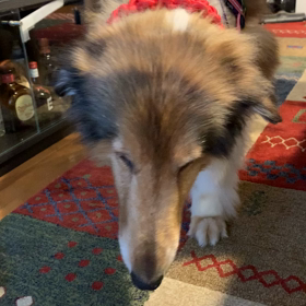 【預かり犬】ラッシー>>お散歩のビフォア&アフターの画像