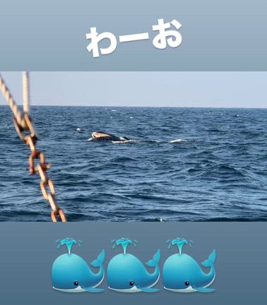 2月13日　クジラ！！！の記事動画
