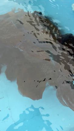 お知らせの記事動画