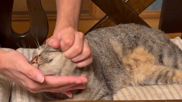 ひかえめなペットロスの記事動画